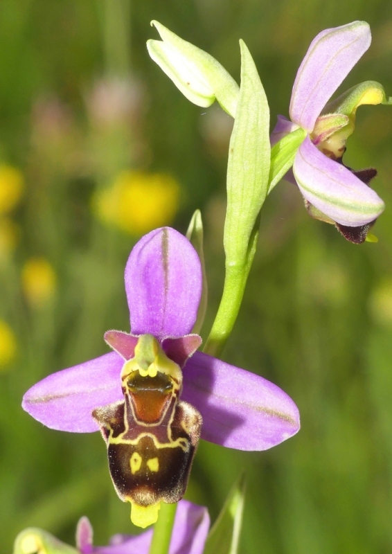 Ophrys apifera x Ophrys holosericea subsp.dinarica, splendidi ibridi nell''aquilano 2021.